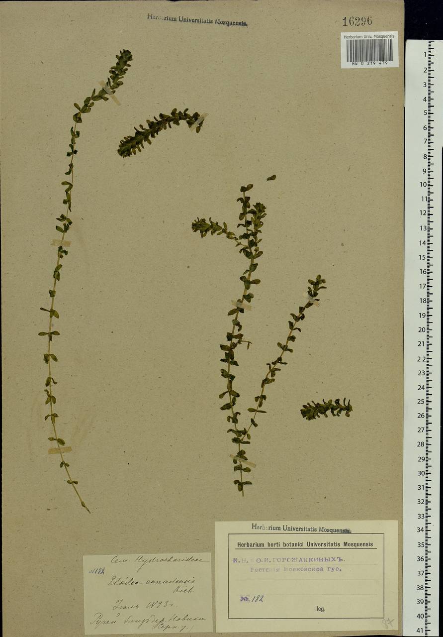 Elodea canadensis Michx., Eastern Europe, Moscow region (E4a) (Russia)