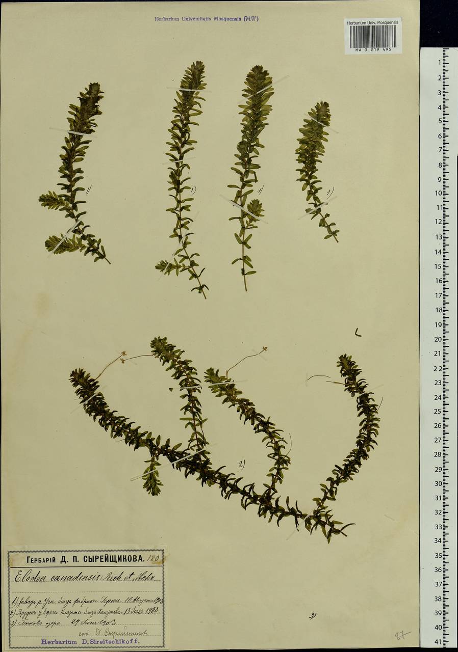 Elodea canadensis Michx., Eastern Europe, Moscow region (E4a) (Russia)