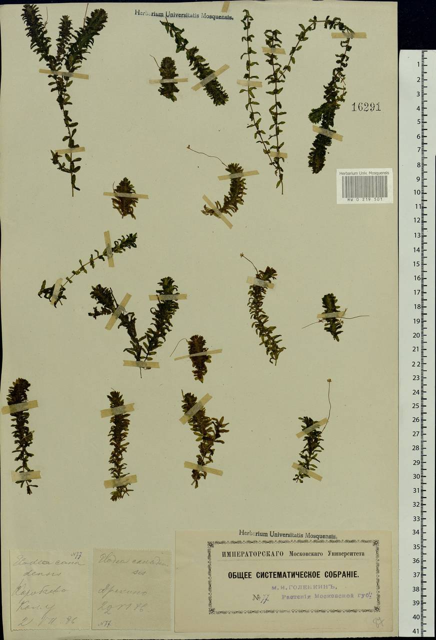 Elodea canadensis Michx., Eastern Europe, Moscow region (E4a) (Russia)