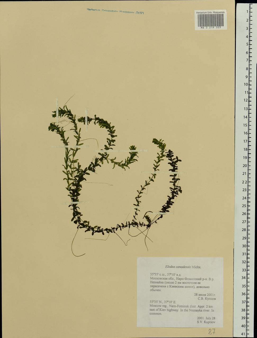 Elodea canadensis Michx., Eastern Europe, Moscow region (E4a) (Russia)