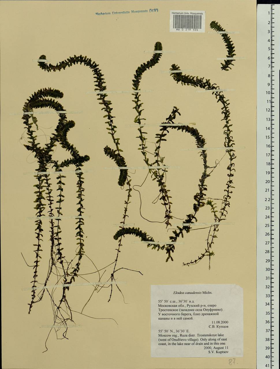 Elodea canadensis Michx., Eastern Europe, Moscow region (E4a) (Russia)