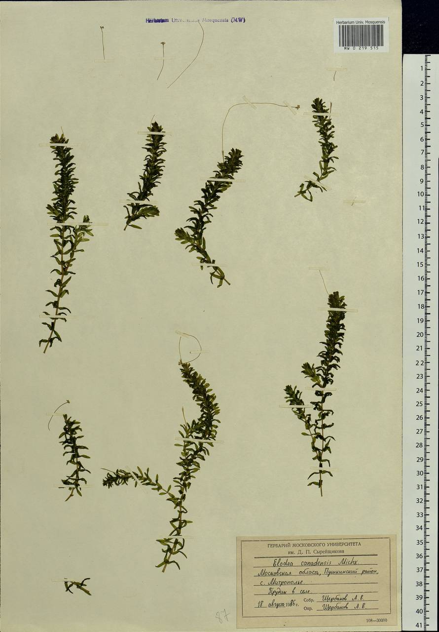 Elodea canadensis Michx., Eastern Europe, Moscow region (E4a) (Russia)