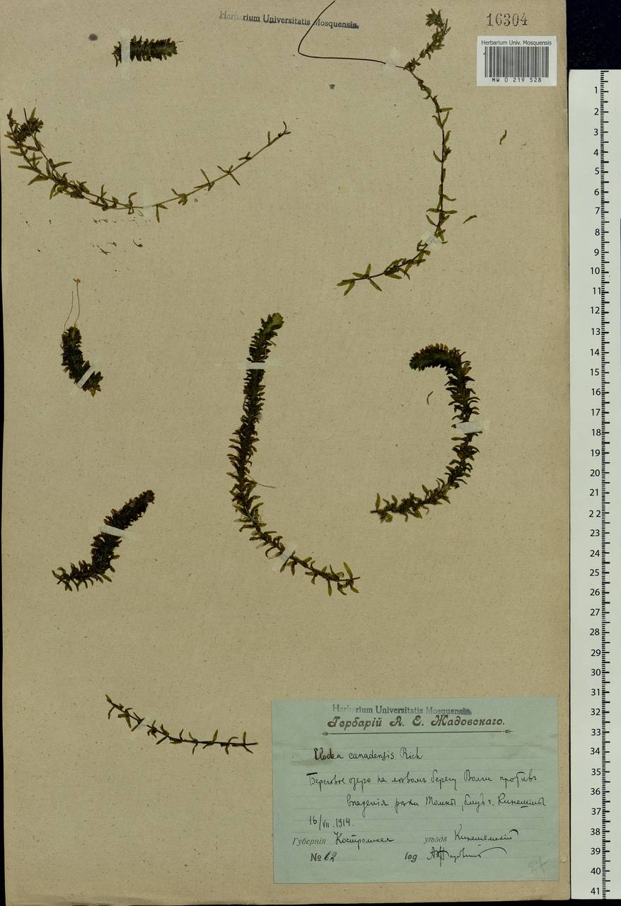 Elodea canadensis Michx., Eastern Europe, Central forest region (E5) (Russia)