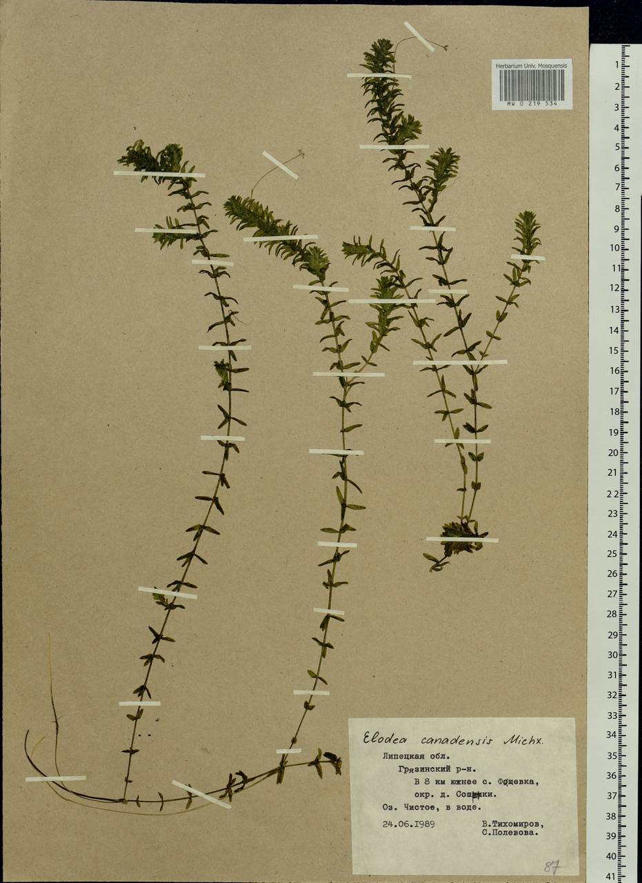 Elodea canadensis Michx., Eastern Europe, Central forest-and-steppe region (E6) (Russia)