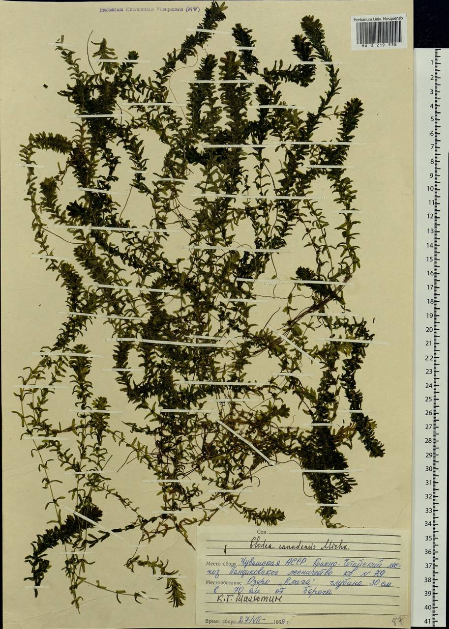 Elodea canadensis Michx., Eastern Europe, Middle Volga region (E8) (Russia)