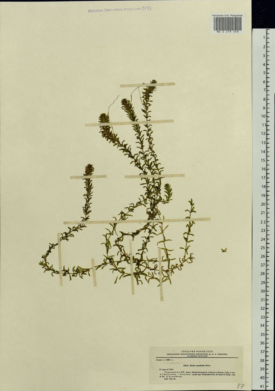 Elodea canadensis Michx., Eastern Europe, South Ukrainian region (E12) (Ukraine)