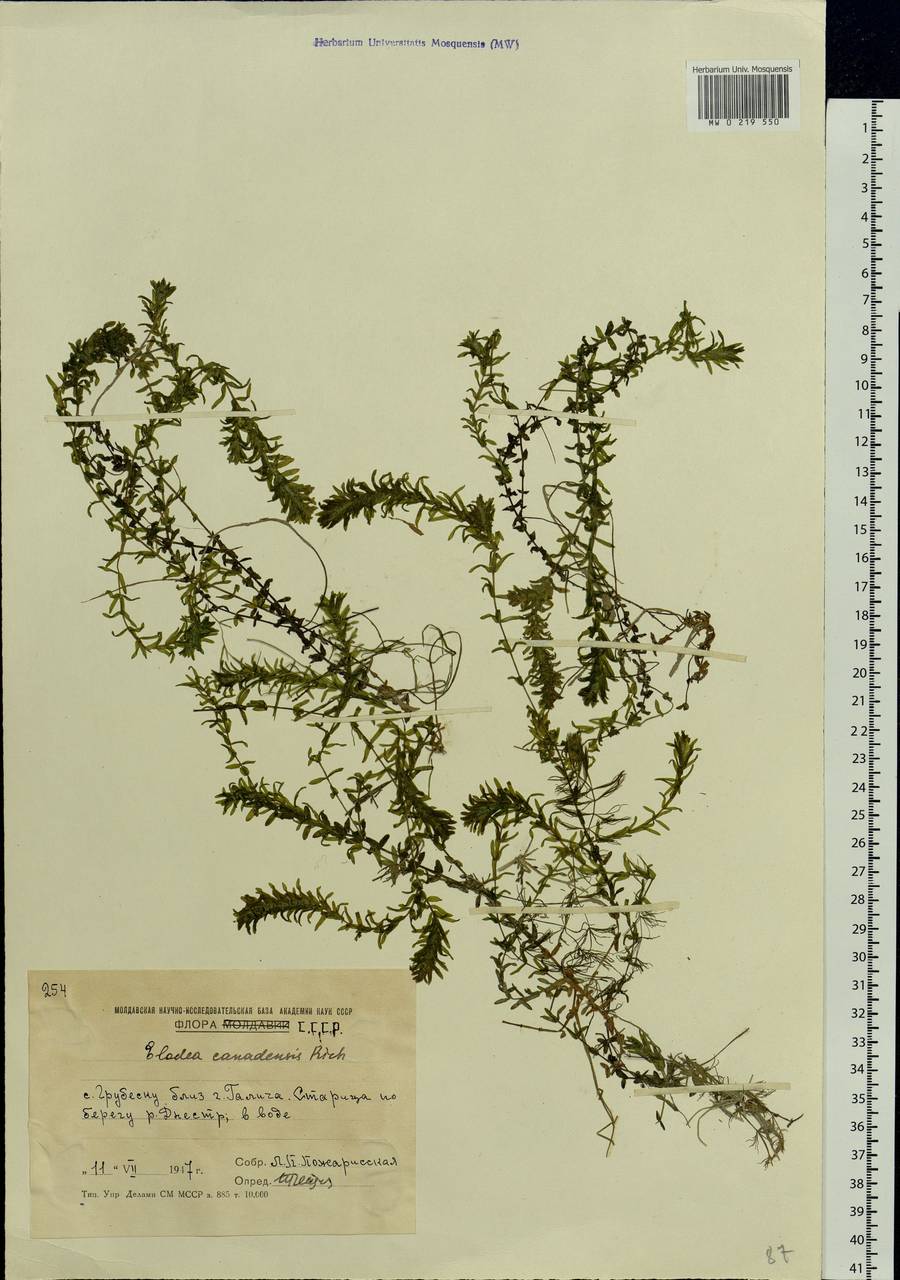 Elodea canadensis Michx., Eastern Europe, Moldova (E13a) (Moldova)