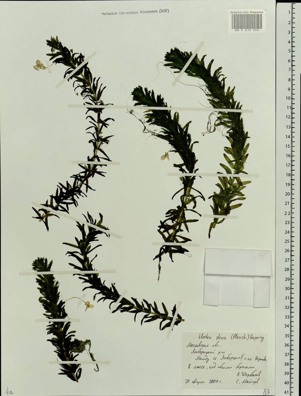 Elodea densa (Planch.) Casp., Eastern Europe, Moscow region (E4a) (Russia)