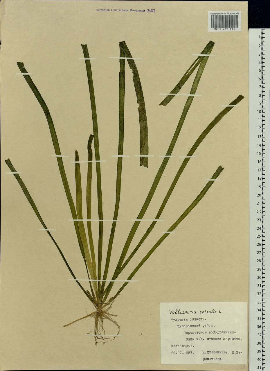 Vallisneria spiralis L., Eastern Europe, Central region (E4) (Russia)