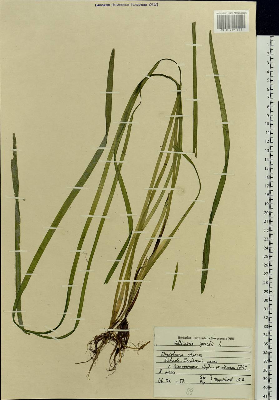 Vallisneria spiralis L., Eastern Europe, Moscow region (E4a) (Russia)