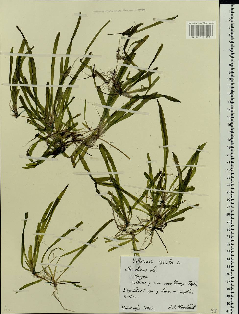 Vallisneria spiralis L., Eastern Europe, Moscow region (E4a) (Russia)