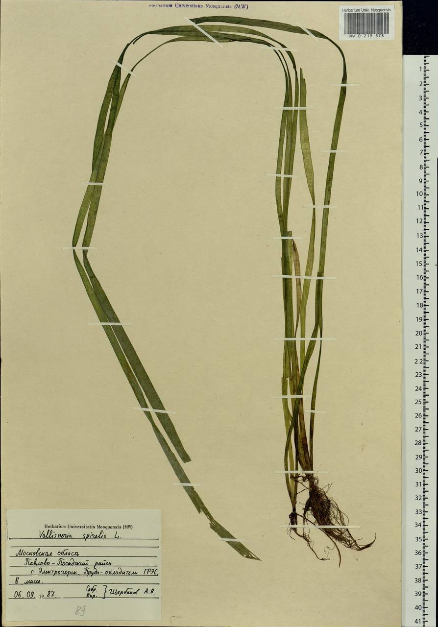 Vallisneria spiralis L., Eastern Europe, Moscow region (E4a) (Russia)