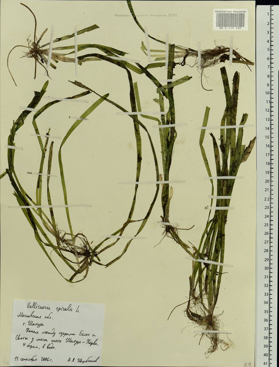 Vallisneria spiralis L., Eastern Europe, Moscow region (E4a) (Russia)