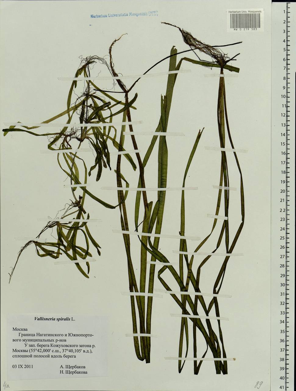 Vallisneria spiralis L., Eastern Europe, Moscow region (E4a) (Russia)