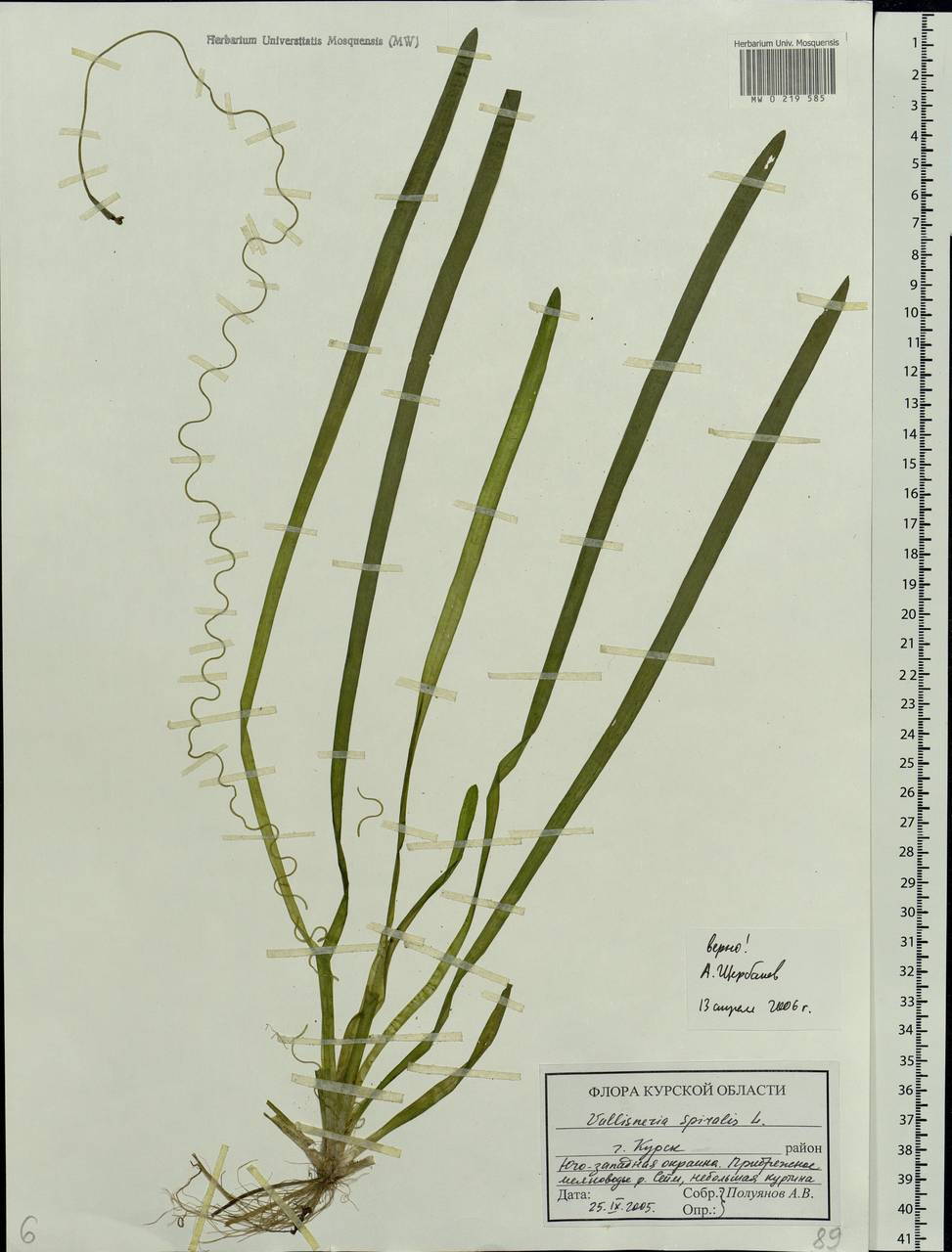 Vallisneria spiralis L., Eastern Europe, Central forest-and-steppe region (E6) (Russia)