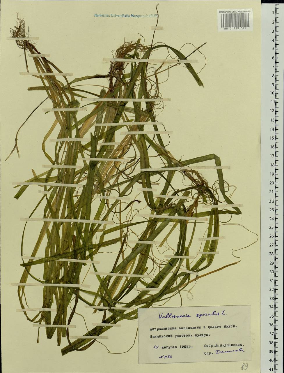 Vallisneria spiralis L., Eastern Europe, Lower Volga region (E9) (Russia)