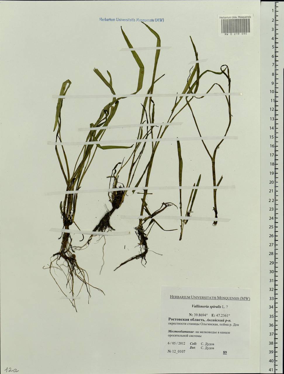 Vallisneria spiralis L., Eastern Europe, Rostov Oblast (E12a) (Russia)