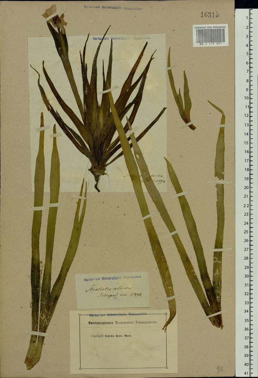 Stratiotes aloides L., Eastern Europe, North-Western region (E2) (Russia)