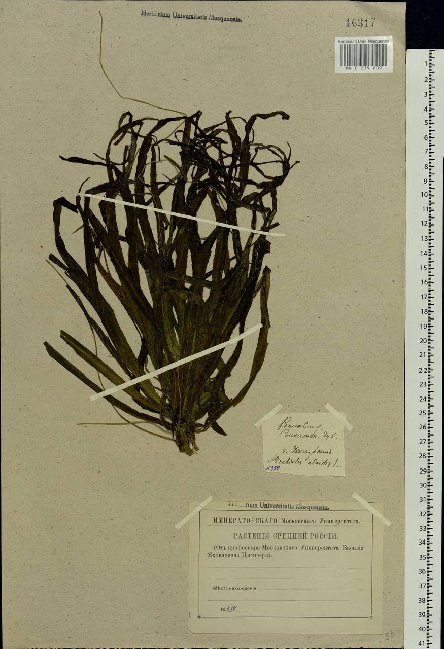 Stratiotes aloides L., Eastern Europe, Western region (E3) (Russia)