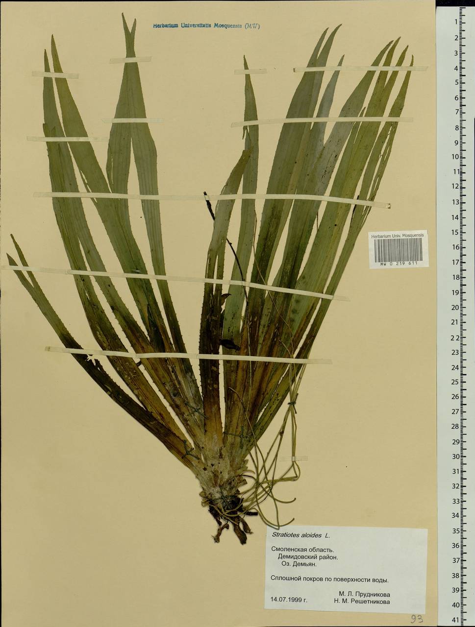 Stratiotes aloides L., Eastern Europe, Western region (E3) (Russia)