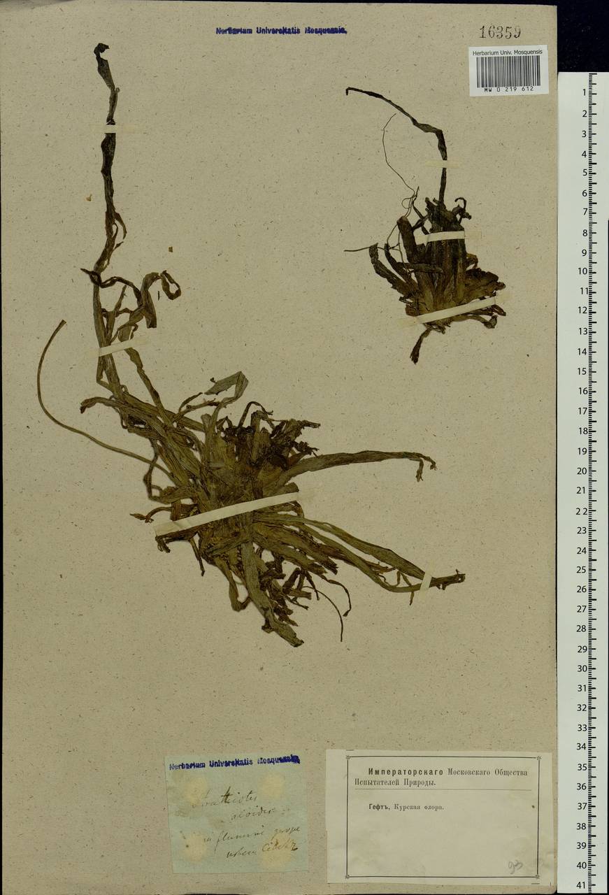 Stratiotes aloides L., Eastern Europe, Western region (E3) (Russia)