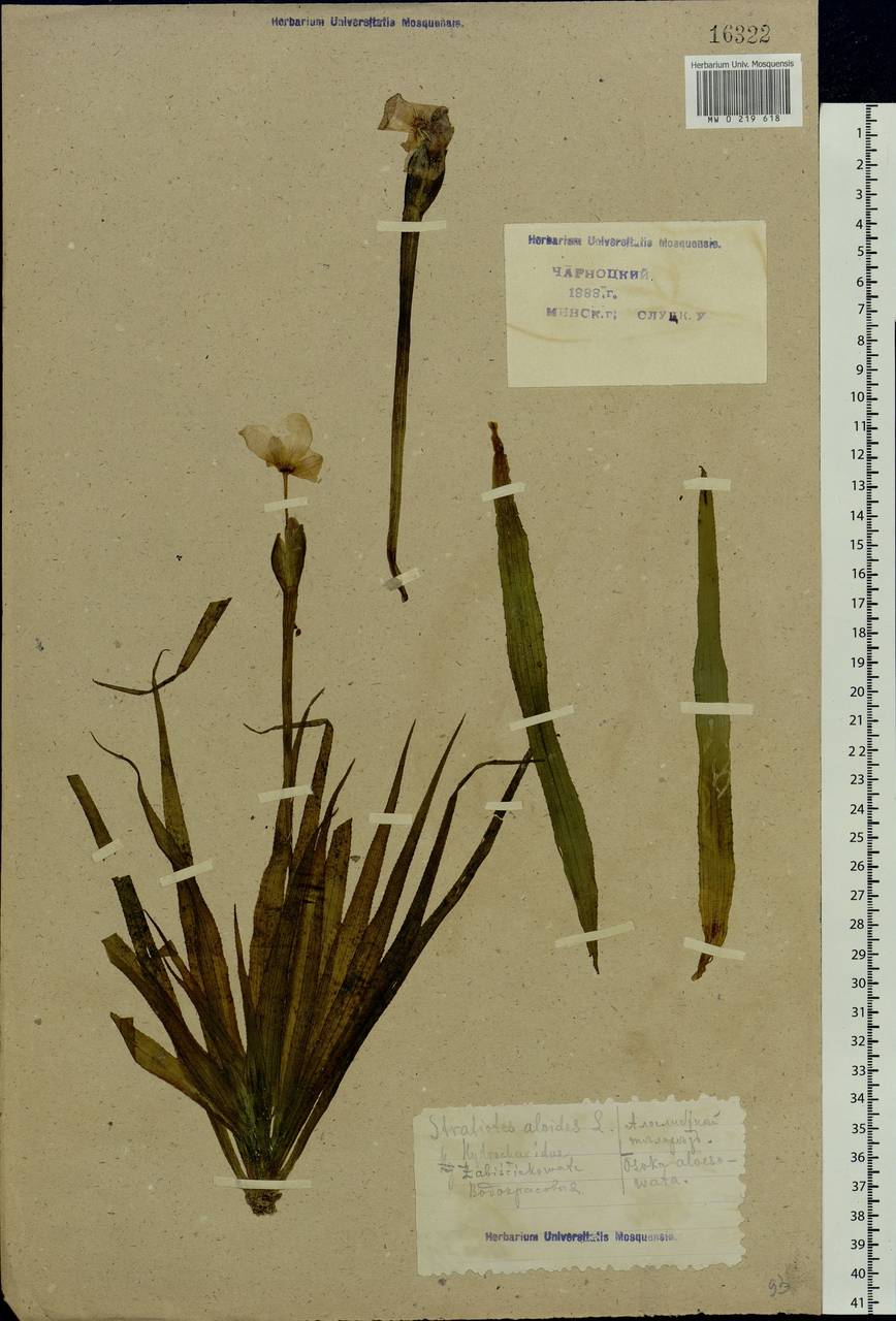 Stratiotes aloides L., Eastern Europe, Belarus (E3a) (Belarus)