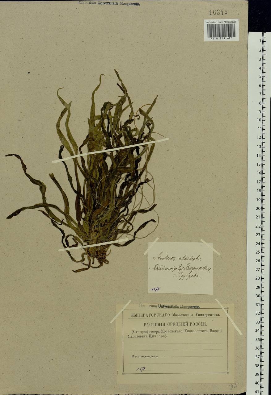 Stratiotes aloides L., Eastern Europe, Central forest region (E5) (Russia)