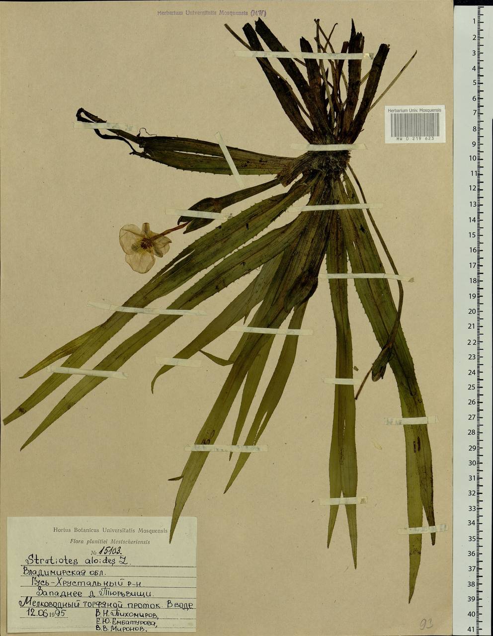 Stratiotes aloides L., Eastern Europe, Central region (E4) (Russia)