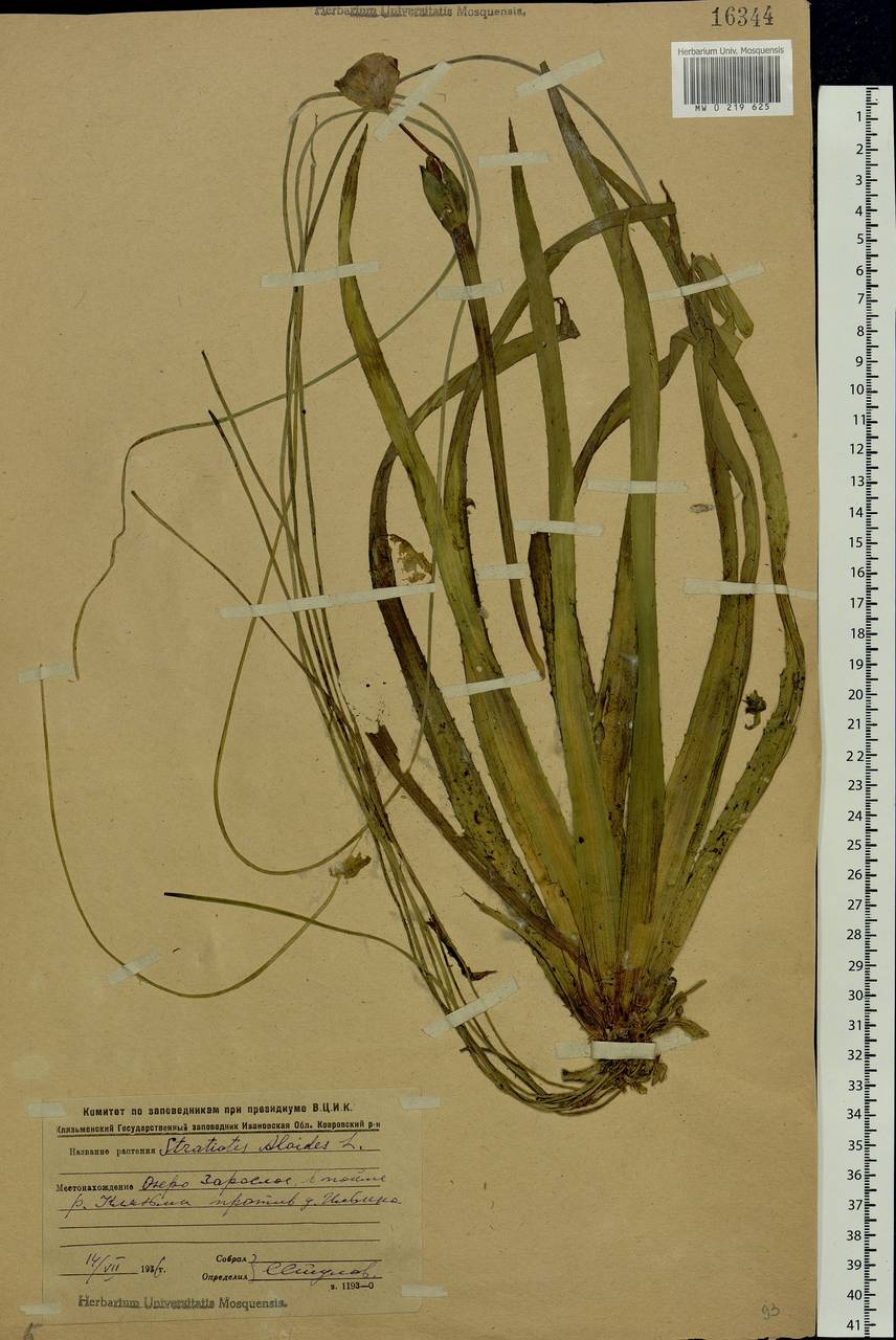 Stratiotes aloides L., Eastern Europe, Central region (E4) (Russia)