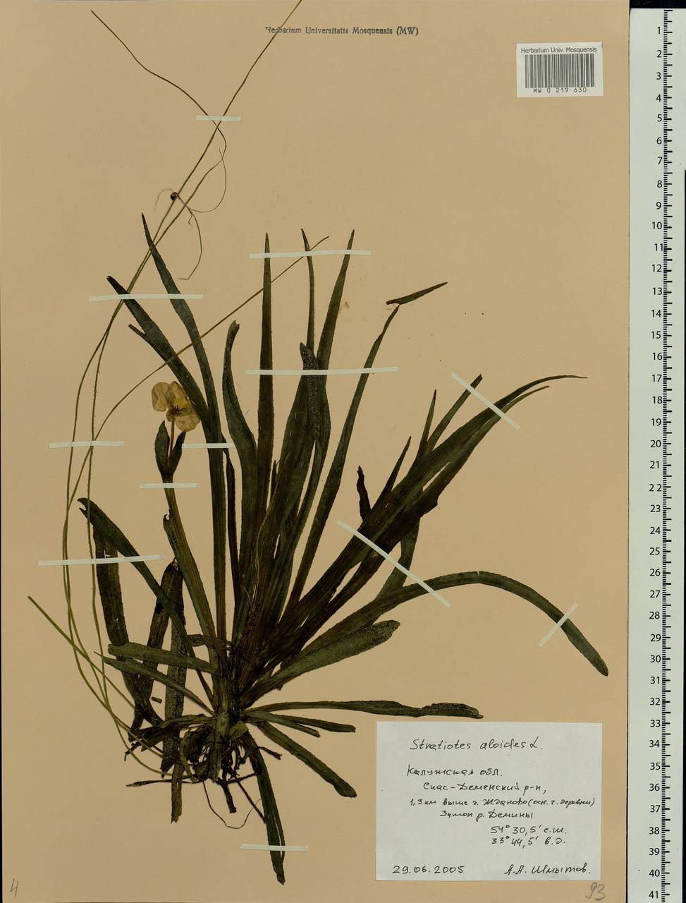 Stratiotes aloides L., Eastern Europe, Central region (E4) (Russia)