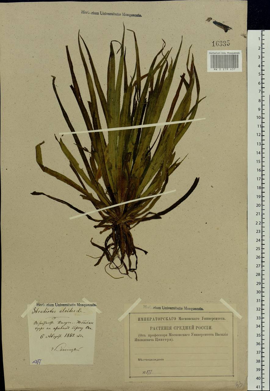 Stratiotes aloides L., Eastern Europe, Central region (E4) (Russia)