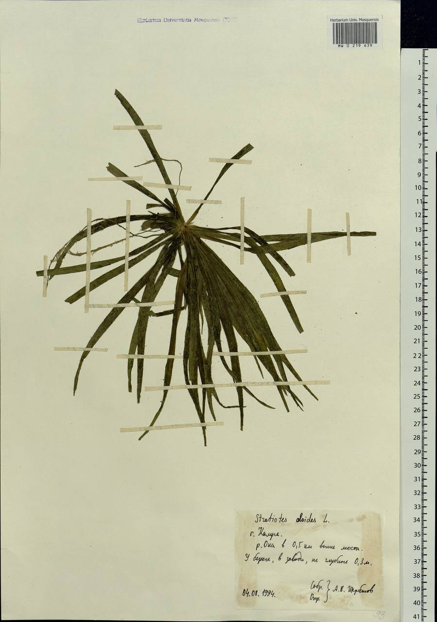 Stratiotes aloides L., Eastern Europe, Central region (E4) (Russia)