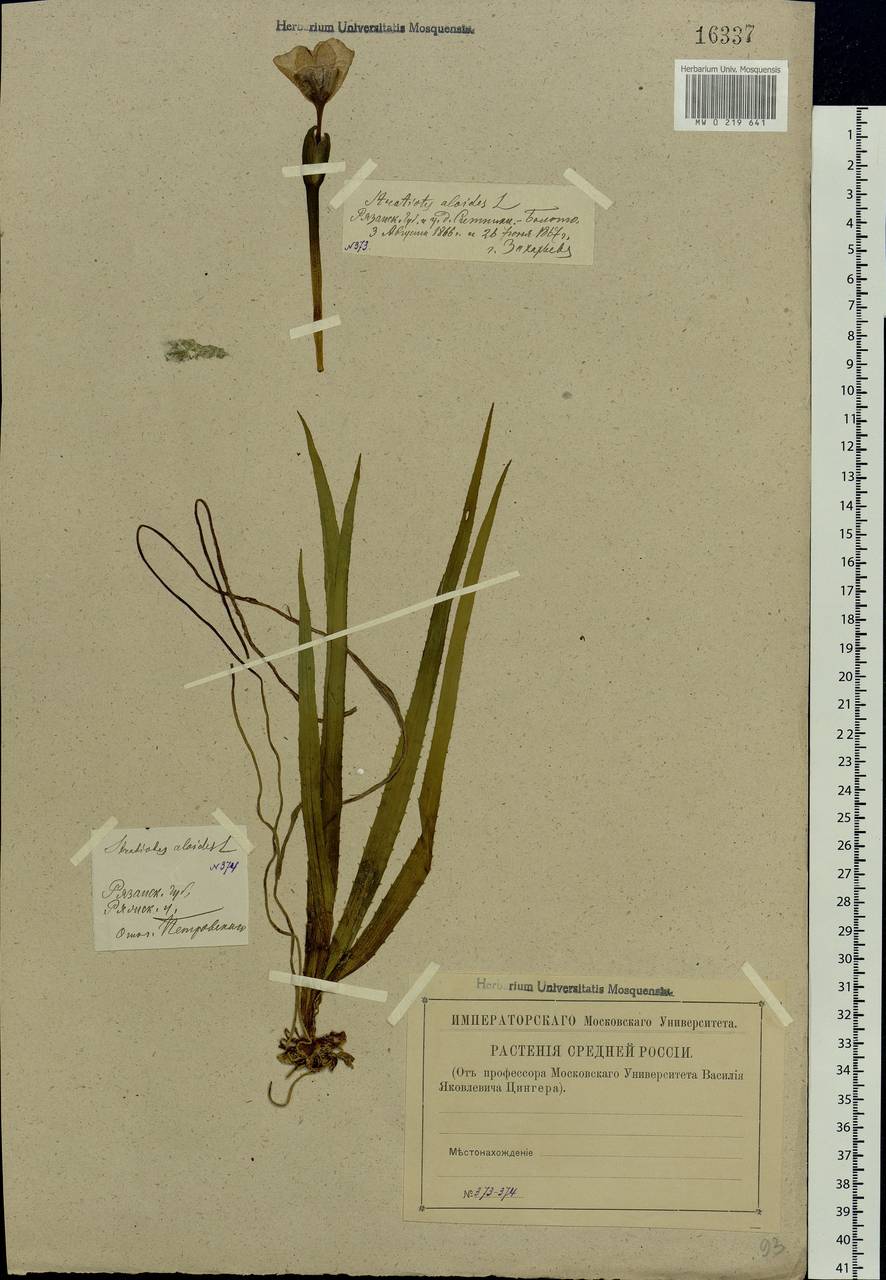 Stratiotes aloides L., Eastern Europe, Central region (E4) (Russia)