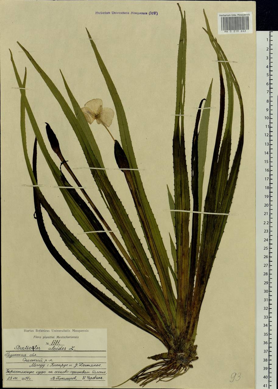 Stratiotes aloides L., Eastern Europe, Central region (E4) (Russia)