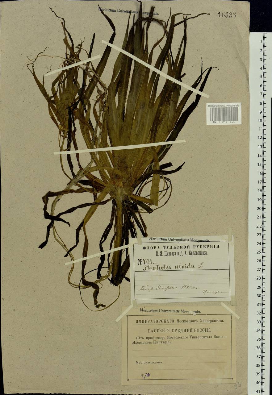 Stratiotes aloides L., Eastern Europe, Central region (E4) (Russia)