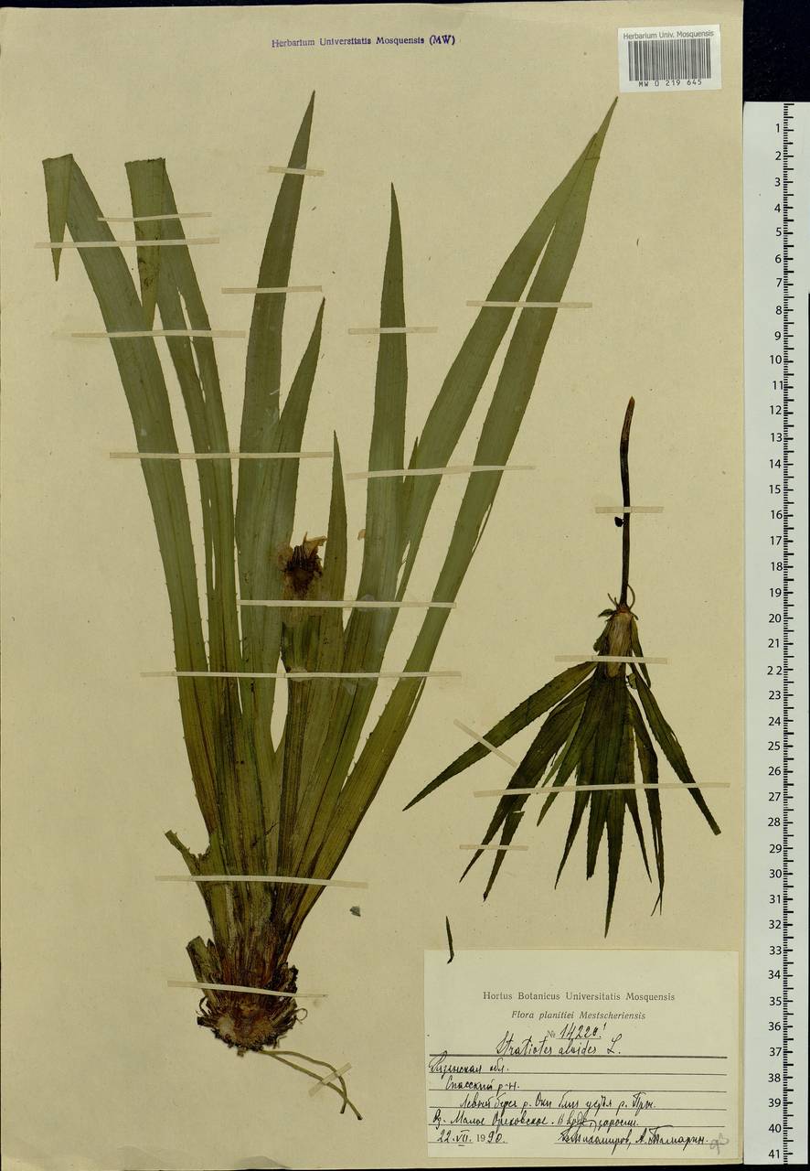 Stratiotes aloides L., Eastern Europe, Central region (E4) (Russia)