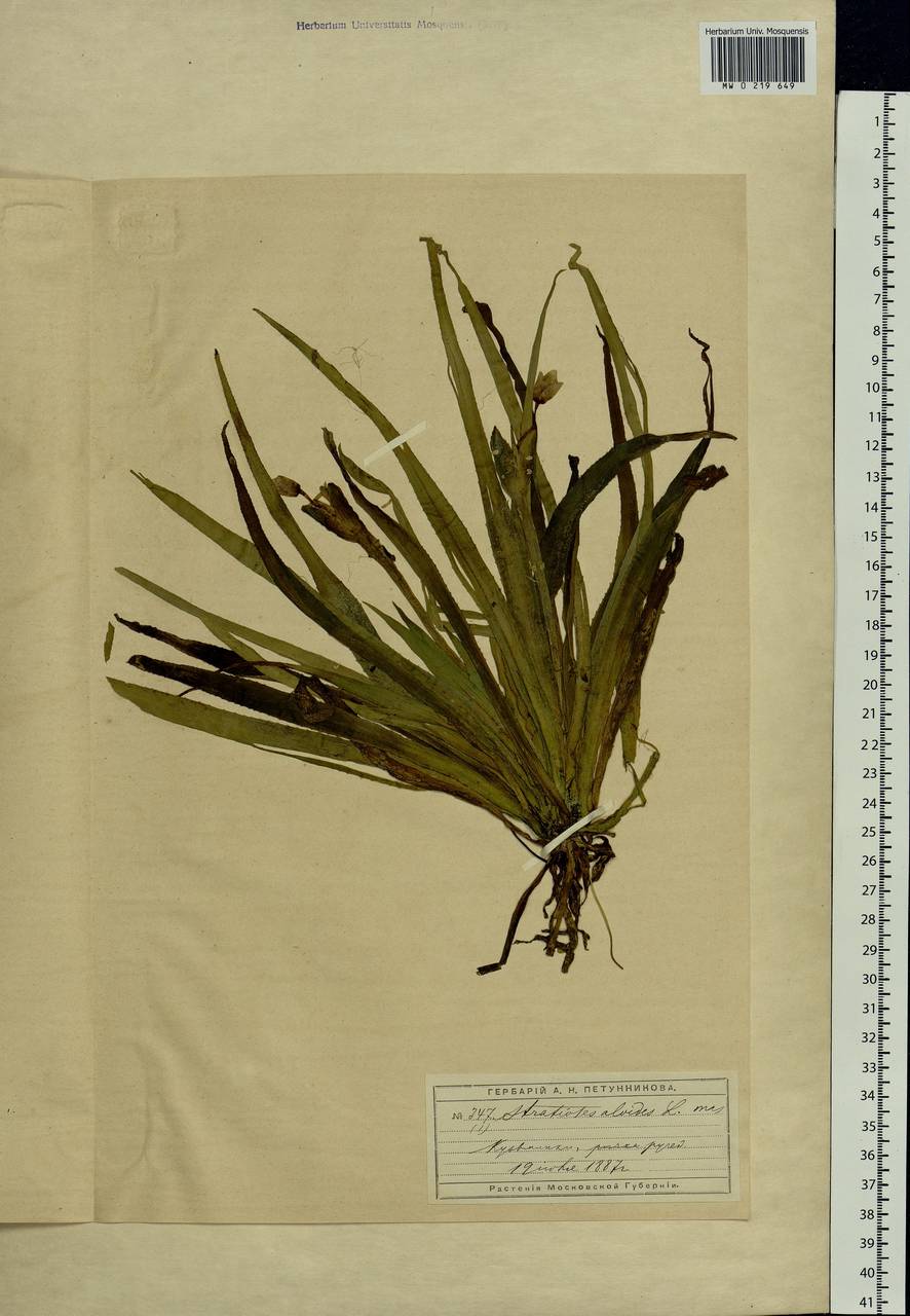 Stratiotes aloides L., Eastern Europe, Moscow region (E4a) (Russia)