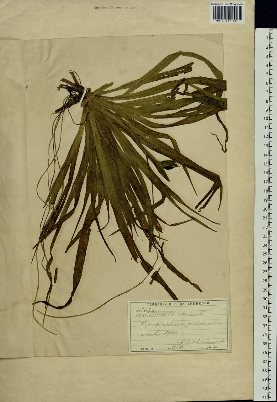 Stratiotes aloides L., Eastern Europe, Moscow region (E4a) (Russia)