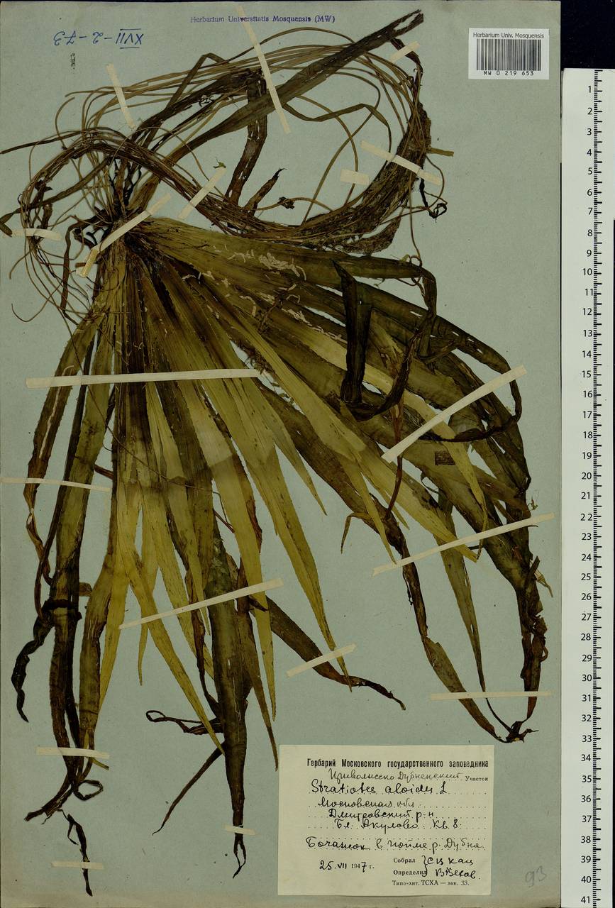 Stratiotes aloides L., Eastern Europe, Moscow region (E4a) (Russia)