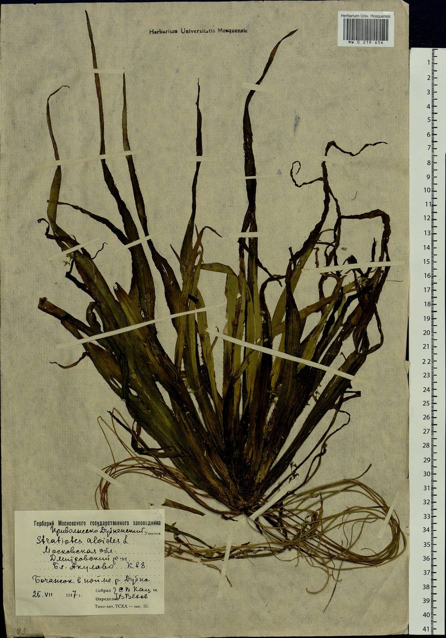 Stratiotes aloides L., Eastern Europe, Moscow region (E4a) (Russia)