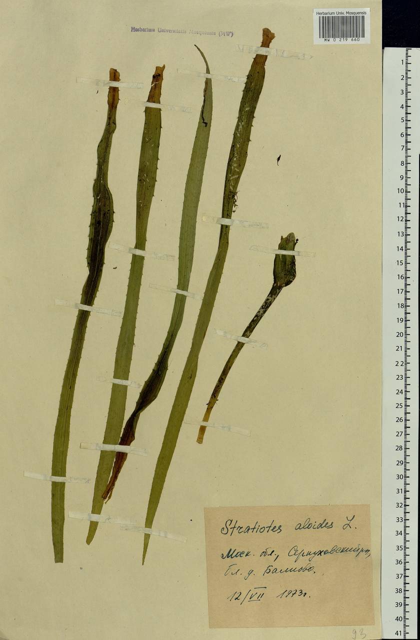 Stratiotes aloides L., Eastern Europe, Moscow region (E4a) (Russia)