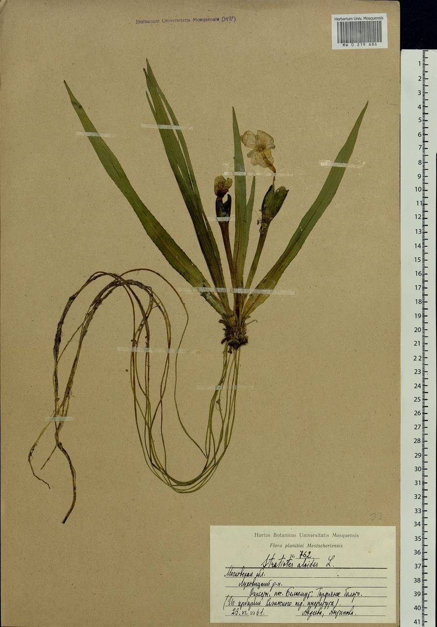 Stratiotes aloides L., Eastern Europe, Moscow region (E4a) (Russia)