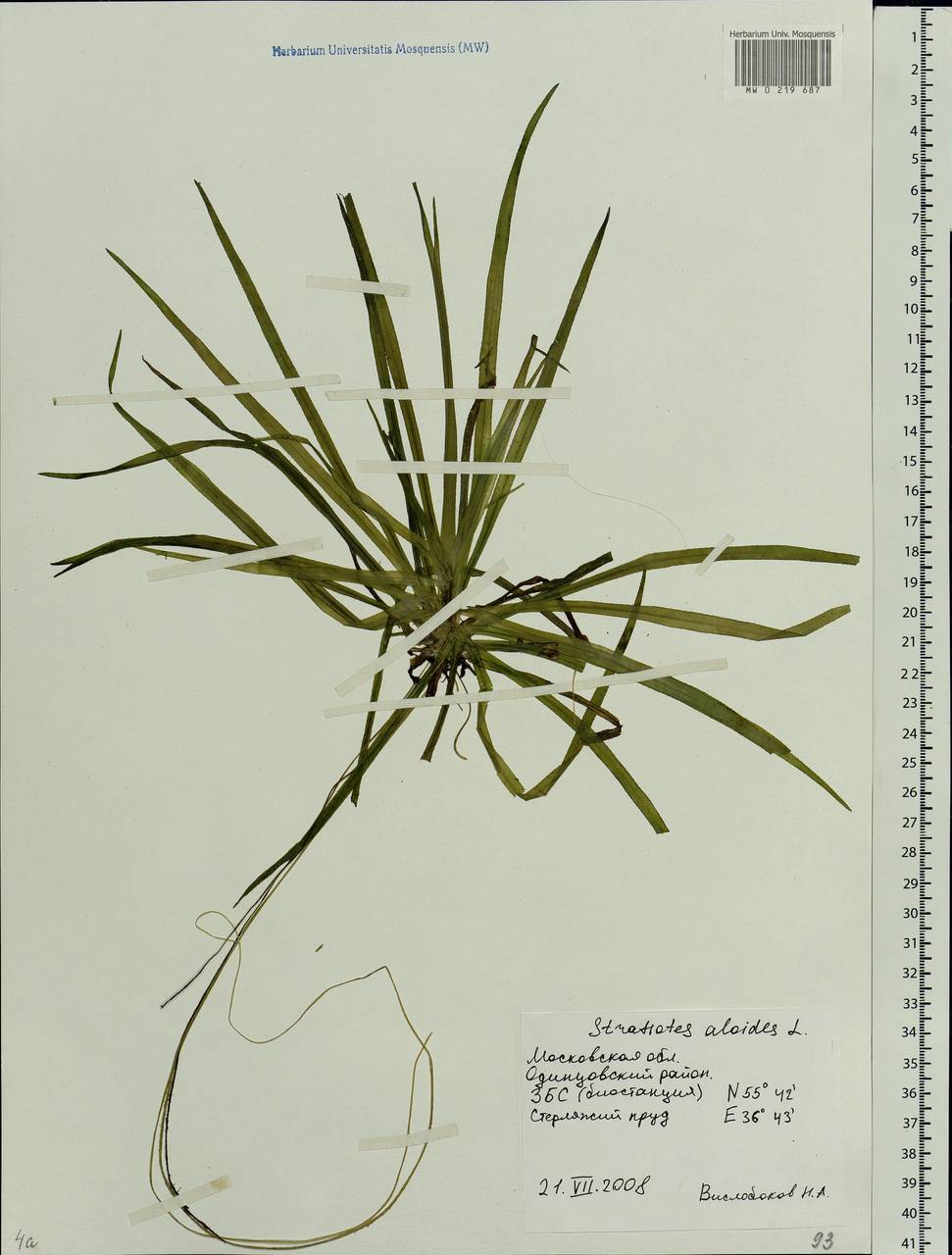 Stratiotes aloides L., Eastern Europe, Moscow region (E4a) (Russia)