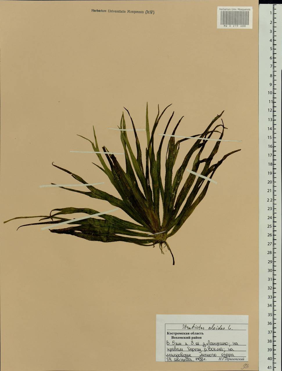 Stratiotes aloides L., Eastern Europe, Central forest region (E5) (Russia)