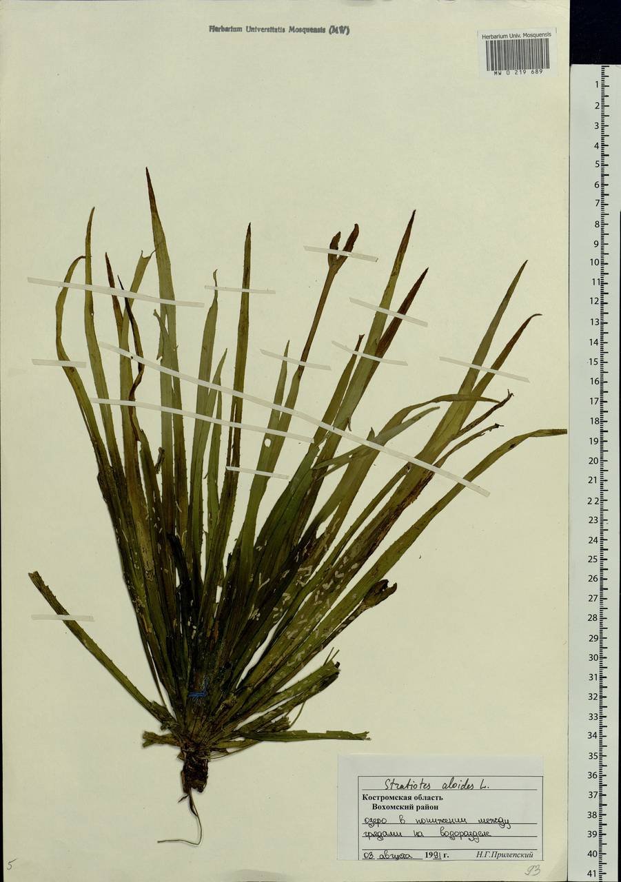 Stratiotes aloides L., Eastern Europe, Central forest region (E5) (Russia)