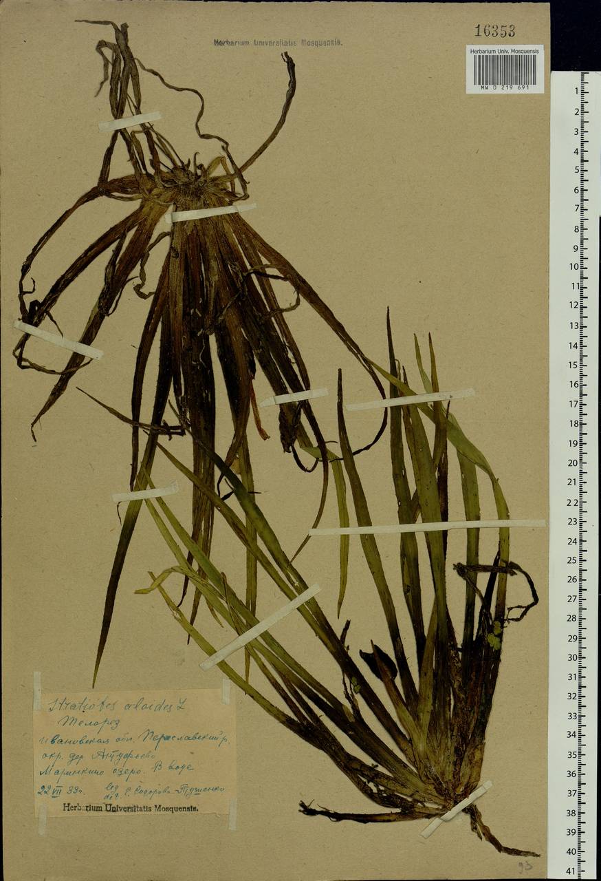 Stratiotes aloides L., Eastern Europe, Central forest region (E5) (Russia)