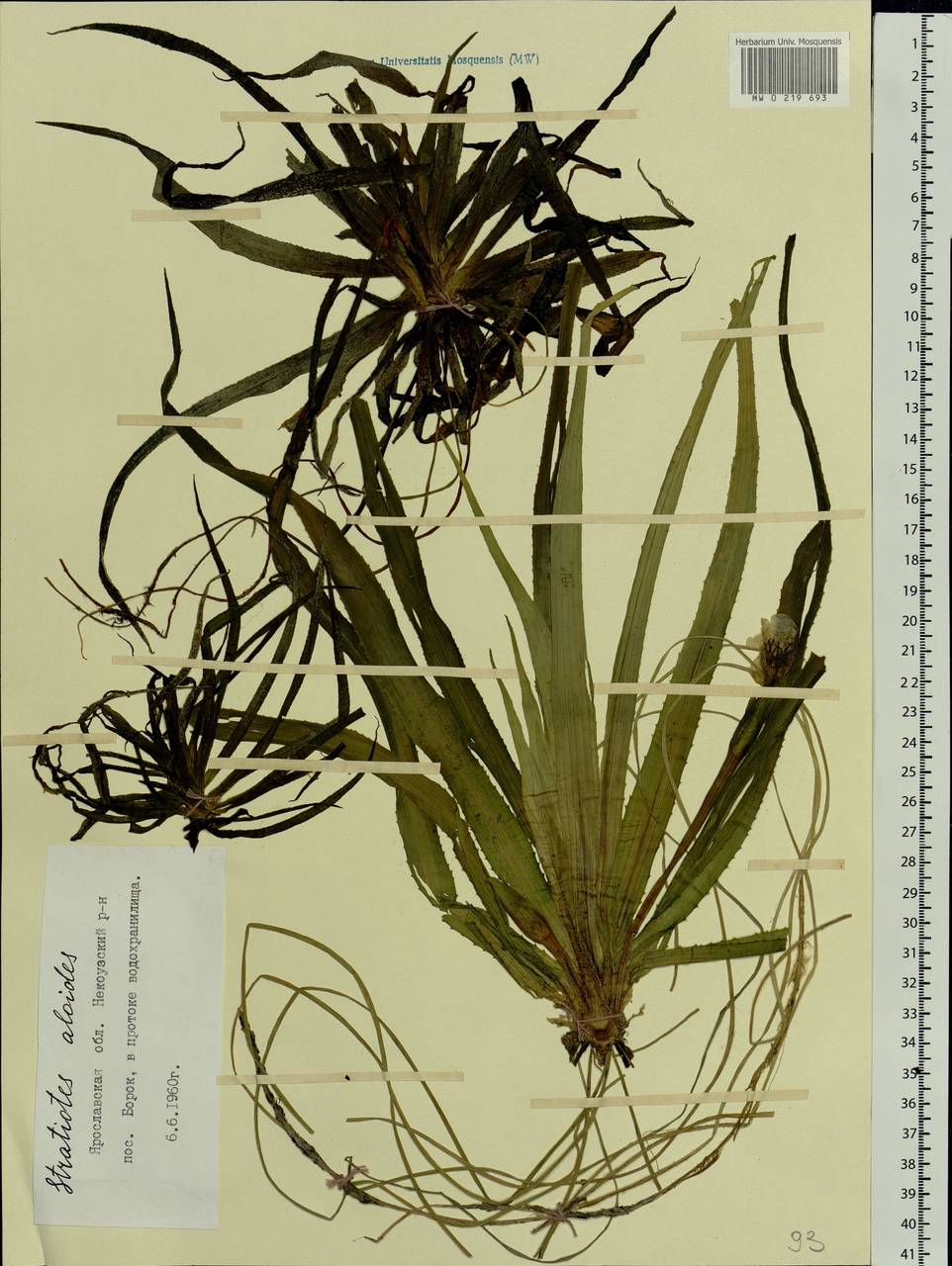 Stratiotes aloides L., Eastern Europe, Central forest region (E5) (Russia)