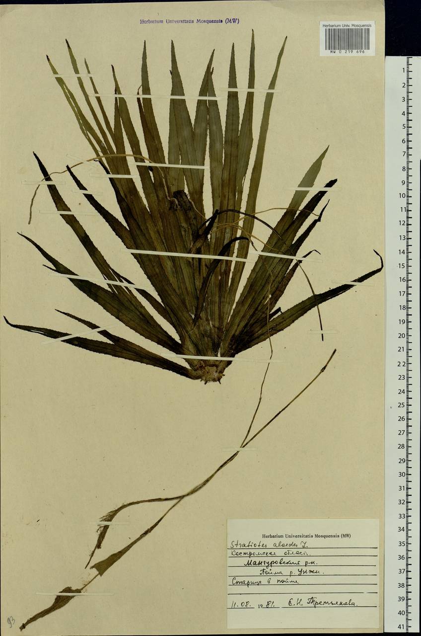 Stratiotes aloides L., Eastern Europe, Central forest region (E5) (Russia)