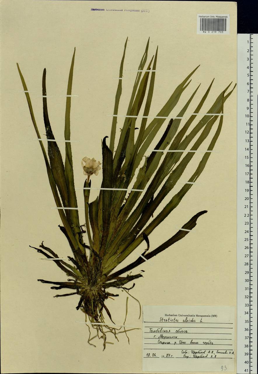 Stratiotes aloides L., Eastern Europe, Central forest-and-steppe region (E6) (Russia)