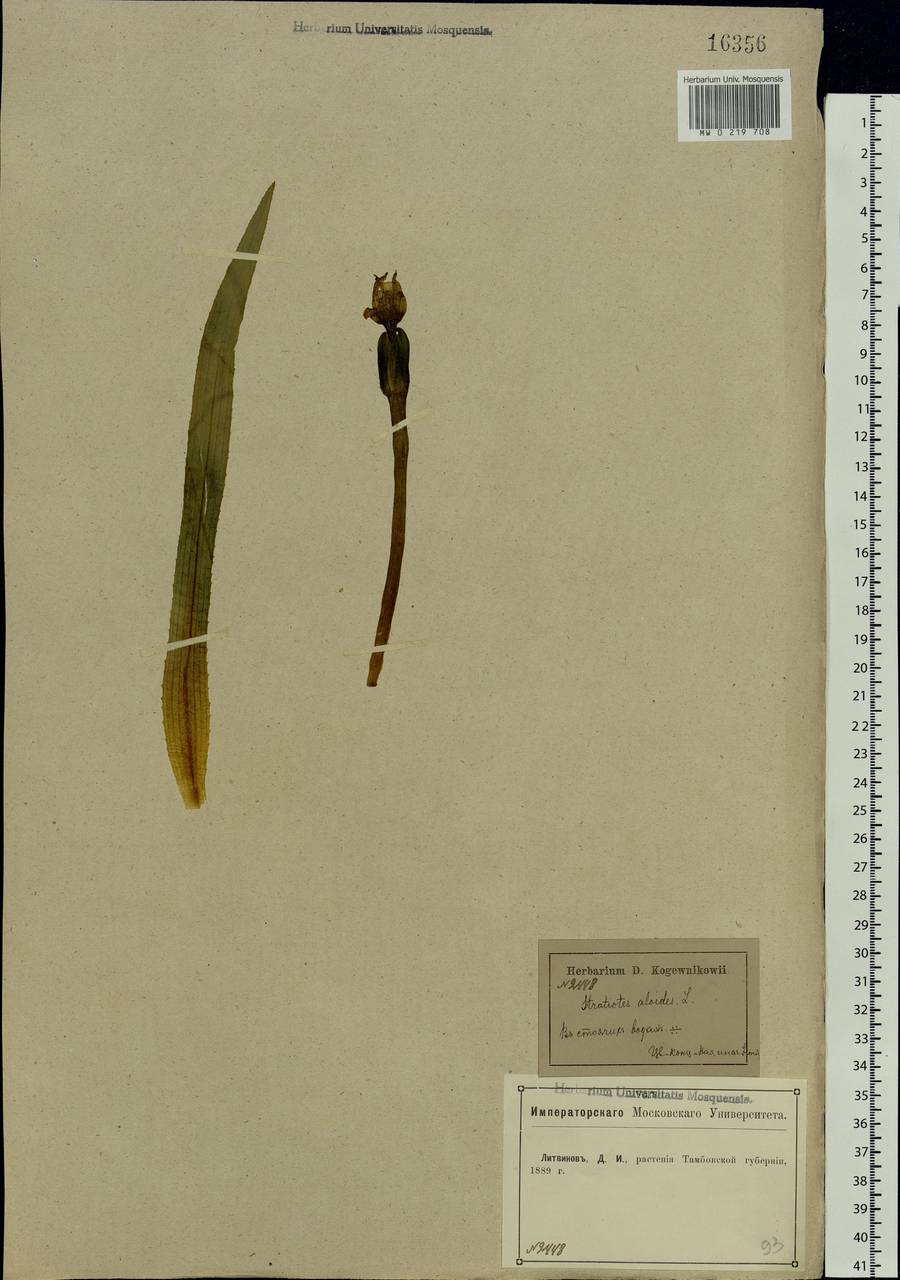 Stratiotes aloides L., Eastern Europe, Central forest-and-steppe region (E6) (Russia)
